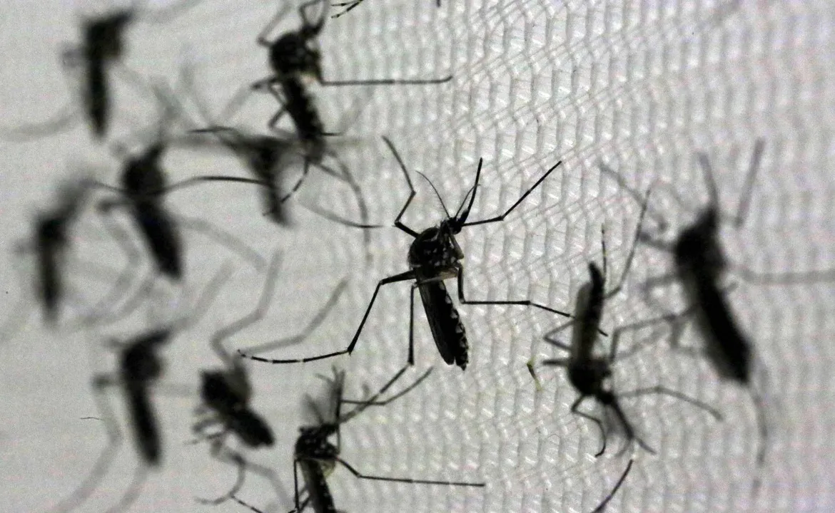 dengue mosquitos